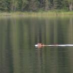 На каное по Саскачевану<br>Canoeing in Saskatchewan
